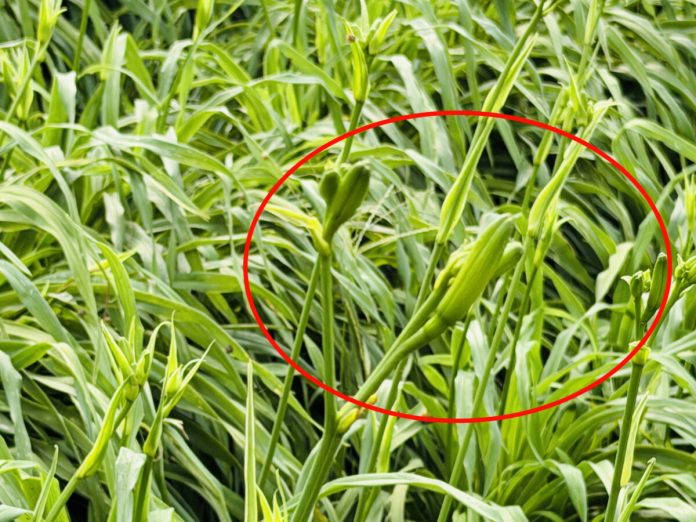 虎山巖金針花將綻放！參山處邀你線上猜花開日