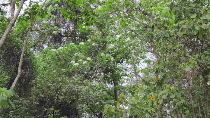 雪白花海　福田賞桐祭邀你一起走步道、逛市集