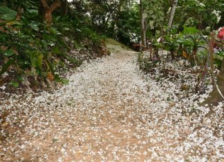 雪白花海鋪滿山林 彰化市福田桐花祭浪漫開跑 雪白花海鋪滿山林 彰化市福田桐花祭浪漫開跑