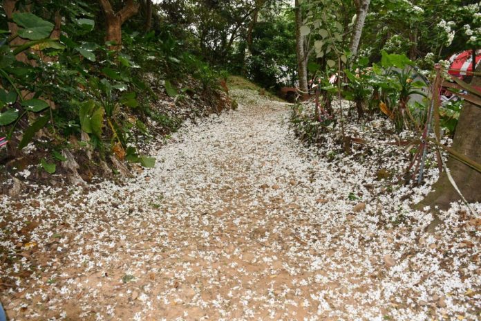 雪白花海鋪滿山林　彰化市福田桐花祭浪漫開跑