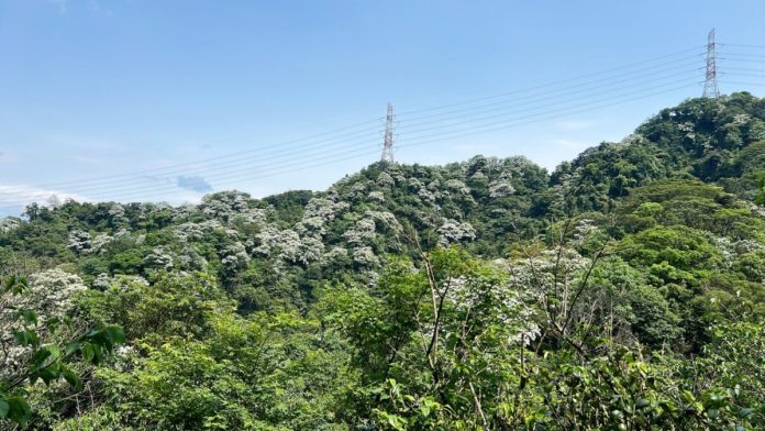 桐花如雪浪漫登場　新北推薦土城賞花步道一次看