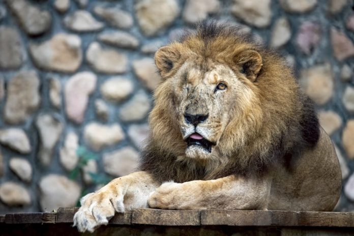 一代王者謝幕　壽山動物園非洲獅「二哥」高齡安詳辭世