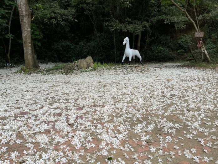 桐花飛雪漫山徑　2026桐花祭～美好彰化．幸福桐遊