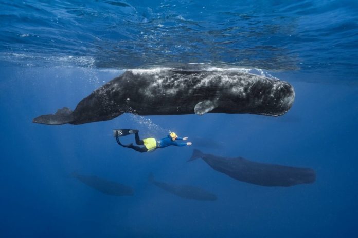 在深海誕生之前，人類仍太喧嘩——彈頭與抹香鯨分娩現場，為文明按下靜音鍵