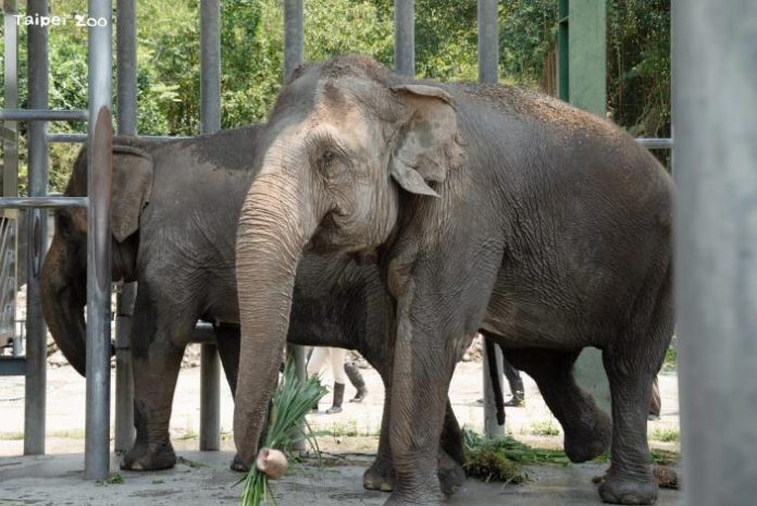 台北動物園大搬家　亞洲象吊掛運送畫面曝光