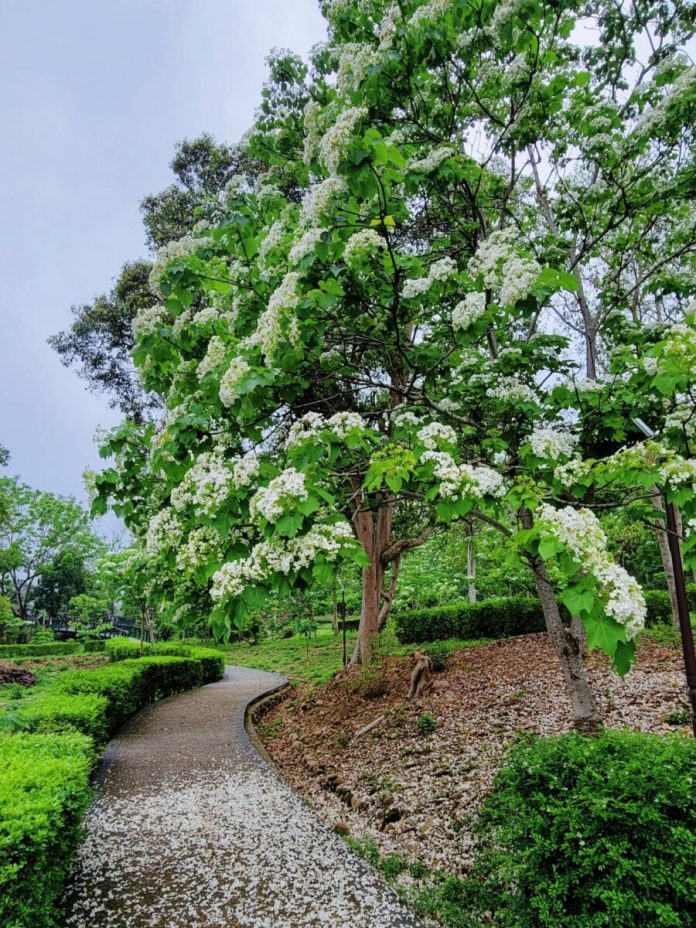 古坑桐花祭4月浪漫登場　白色花海結合咖啡文化掀春遊熱潮