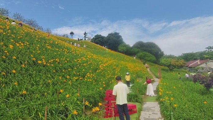 母親節最美風景　虎山巖金針花金黃滿山綻放