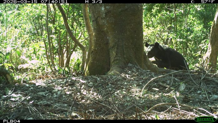卑南山林驚喜見「V」！台東部落接連捕捉台灣黑熊影像