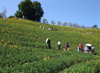 不用跑花東!虎山巖金色花海狂開 萬人擠爆現場 不用跑花東!虎山巖金色花海狂開 萬人擠爆現場