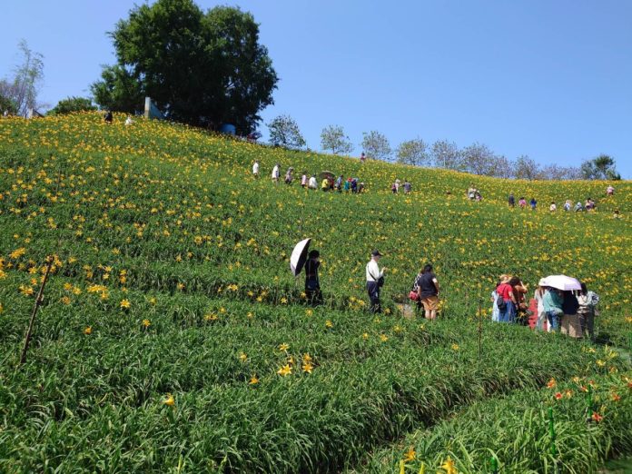 不用跑花東！虎山巖金色花海狂開　萬人擠爆現場