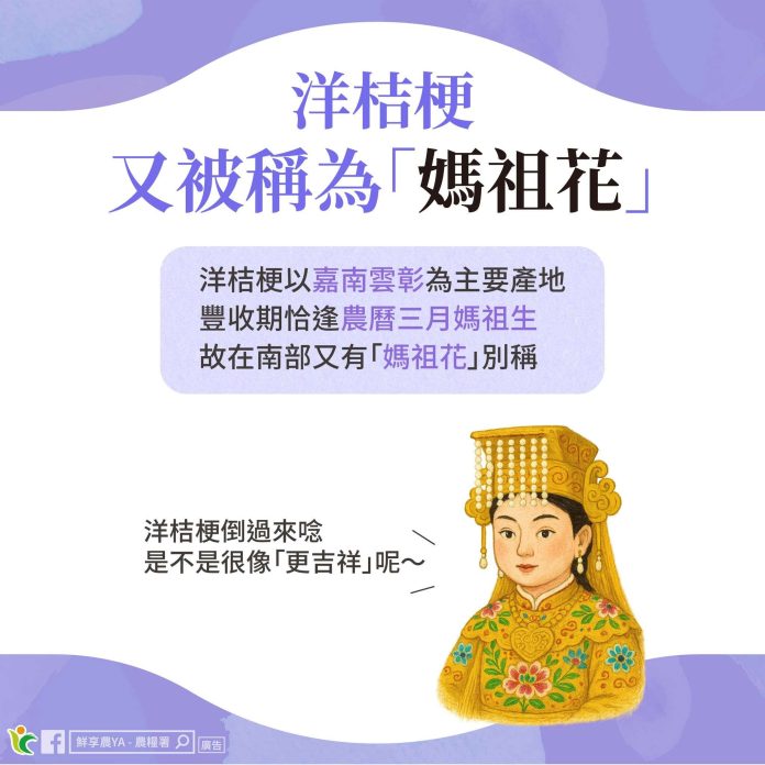 台灣五大外銷花「洋桔梗」產季登場！產地與美麗秘密解析