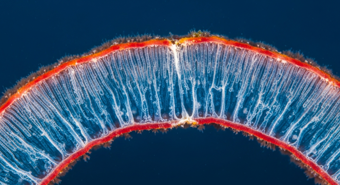 珊瑚礁深藏「天然藥庫」 逾 99% 微生物種類全新