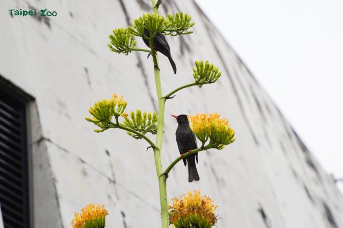 世紀之花現身動物園　龍舌蘭十年一開花期僅數週　錯過再等一生