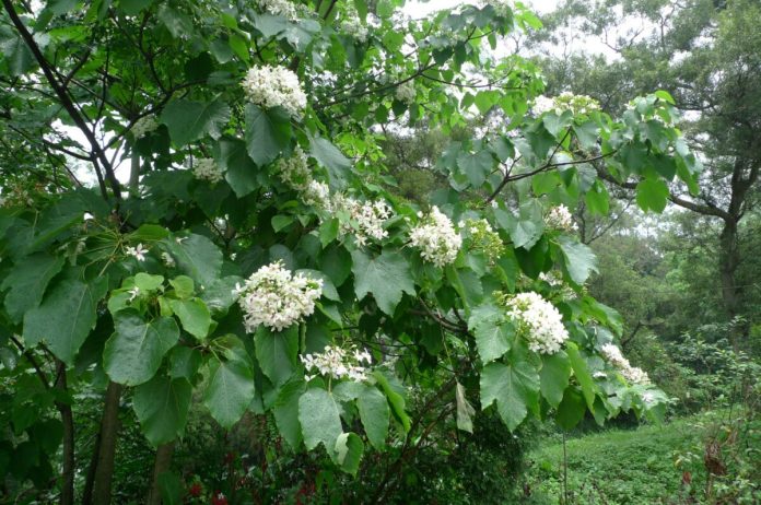 2026八卦山脈桐花「遊」　邀您一起「桐」遊彰化