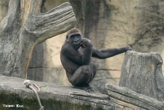 兒童節連假動物園推CHILL任務　大猩猩兄弟陪玩拿好禮