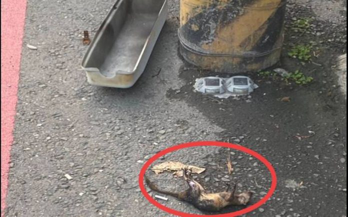 松鼠誤觸釀跳電　台電鳳山區處迅速搶修恢復供電