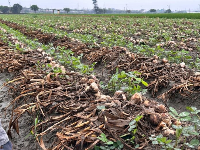 雲林蒜農災損慘重　中央火速核定救助農民盼解燃眉急
