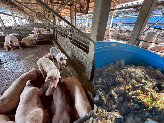 芬園鄉廚餘餵豬踩紅線　縣府嚴查開罰最高400萬