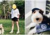 女網友驚見愛犬與SNOOPY「神同步」?NB春季SNOOPY布章萌翻社群 女網友驚見愛犬與SNOOPY「神同步」?NB春季SNOOPY布章萌翻社群