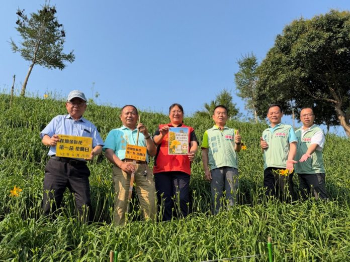 媽祖起駕　虎山巖金針花「爆開16朵」創紀錄！