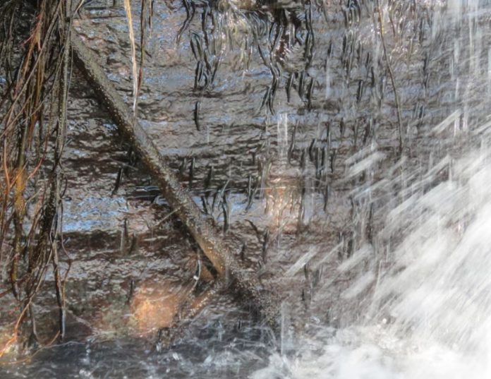 微型魚類10小時攀上15公尺高瀑布　驚人攀爬行為震驚科學界