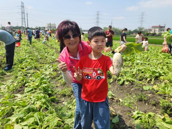 拔蘿蔔＋割稻飯超療癒　溪州農村體驗圈粉親子