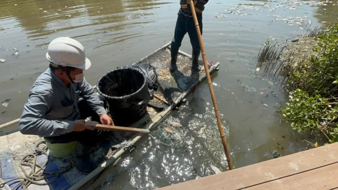 高雄中都濕地驚現千尾魚屍惡臭瀰漫！撈起378公斤魚屍緊急焚化