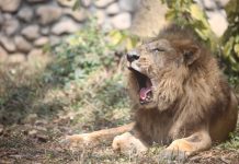 壽山動物園非洲獅「二哥」高齡畢業！享壽23歲辭世