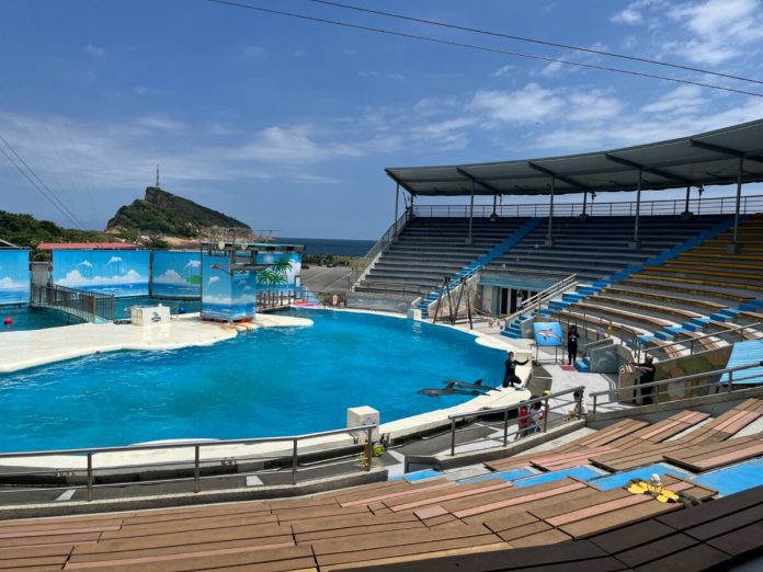 全國海豚日推海洋教育轉型　野柳海洋世界告別馬戲表演