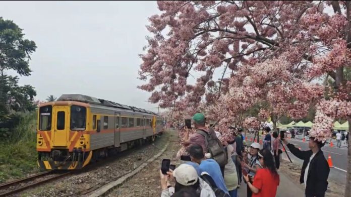 二水粉紅花旗木綻放　平地版阿里山鐵道浪漫登場