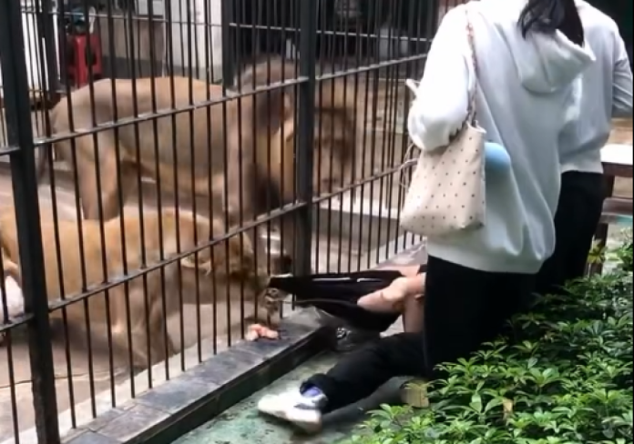 影／投餵險變「送餐」！10歲女童近距離餵獅子　腿被咬住拖行驚險影片瘋傳