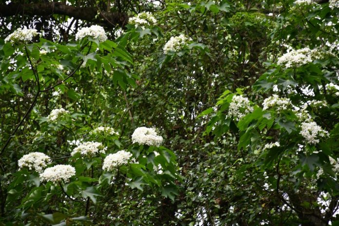 彰化市福田桐花小旅行活動 18日起美麗登場 有車接駁