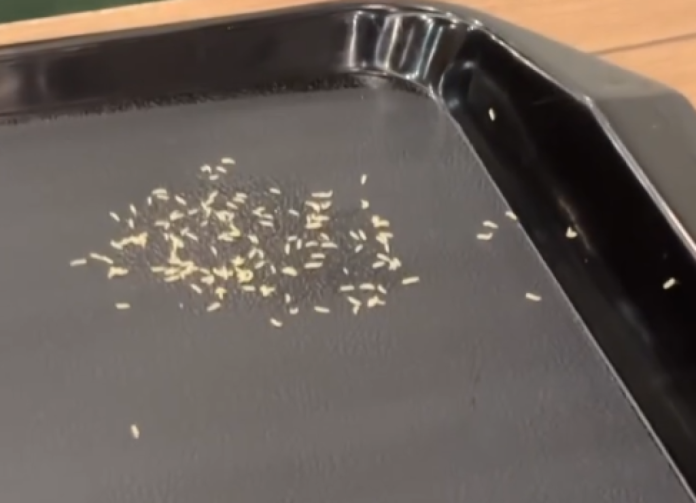 影／吃宵夜嚇壞！托盤、盤子「滿滿一堆蛆狂爬」　世界豆漿大王發聲明道歉