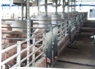 卓榮泰參訪彰化豬牧場 宣布台灣已非疫區 並已外銷到新加坡 卓榮泰參訪彰化豬牧場 宣布台灣已非疫區 並已外銷到新加坡