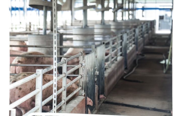 卓榮泰參訪彰化豬牧場 宣布台灣已非疫區 並已外銷到新加坡