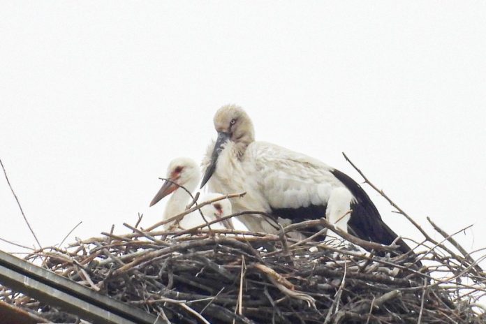 東方白鸛鐵塔築巢引關注　南投分署跨部會協調：保育與供電安全並行
