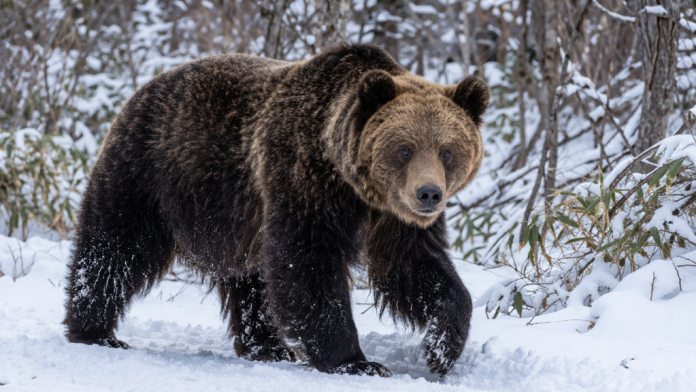 北海道今年首起熊害！北海道2公尺巨熊中槍落溪谷　69歲獵人遭反撲臉頭重創