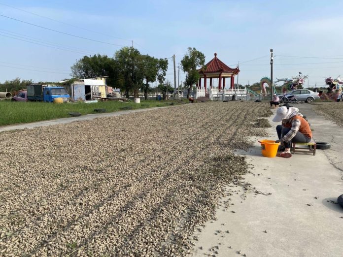 零關稅衝擊花生產業　雲林農怒喊恐被美國貨壓垮