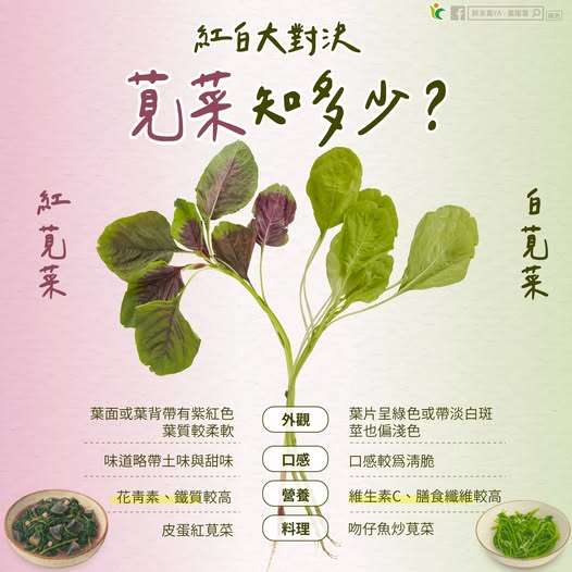 清脆軟嫩大對決！認識營養滿點的莧菜 料理變化多元