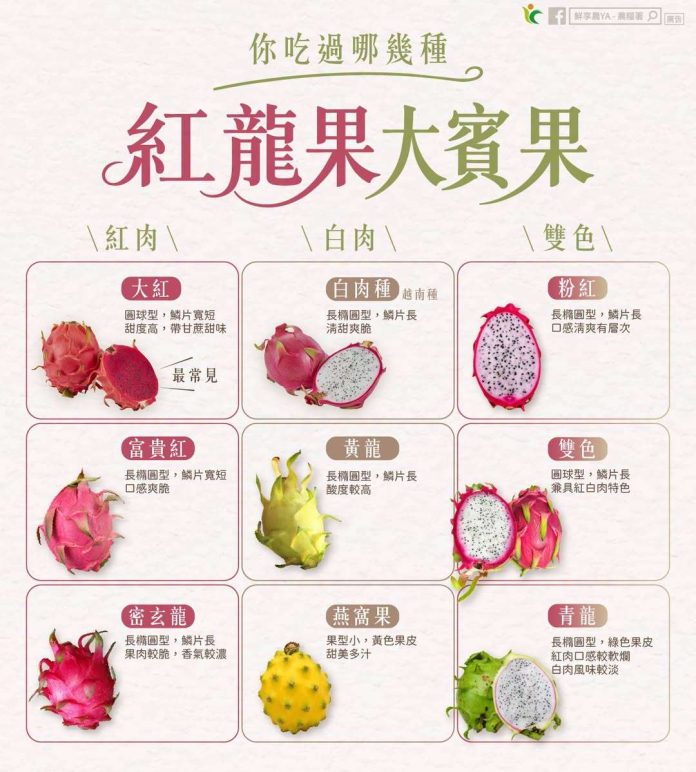 纖維竟贏蘋果！紅龍果產季大爆發 紅白肉功效、營養差別曝