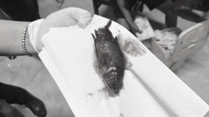 影／收網貪方便嘴含活魚　下秒「魚溜進喉嚨」卡食道！醫緊急夾出影片曝光