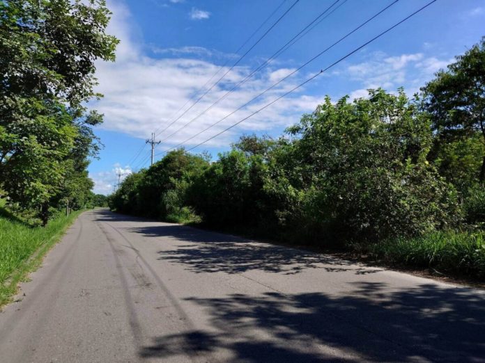 芬園貓羅溪驚見毒蛇路殺　雨傘節、眼鏡蛇頻現蹤