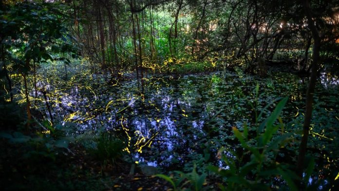 守護夏夜螢光 榮星花園生態環境將再升級