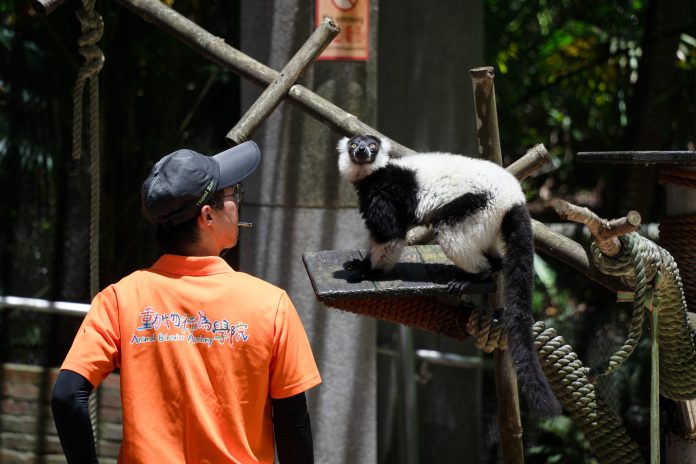 動物園7/4起周六夜間延長開放 奇幻螢光派對、IP大遊行與野保市集等你體驗