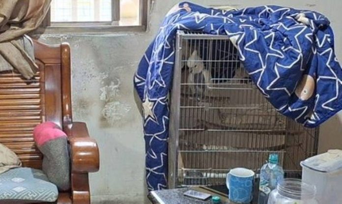 為鸚鵡吵架丈夫拿保溫瓶揮擲妻子頭部！　家暴現行犯逮捕送辦