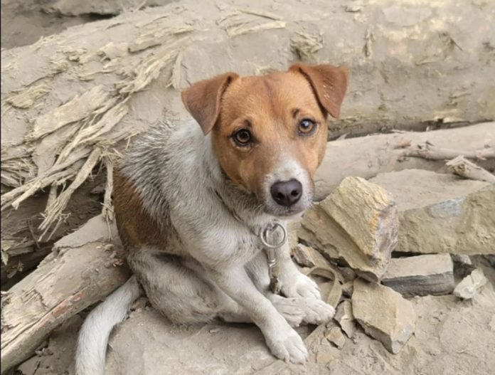 花蓮搜救犬「Wilson」傳遭虐待致死！　消防局長說明澄清