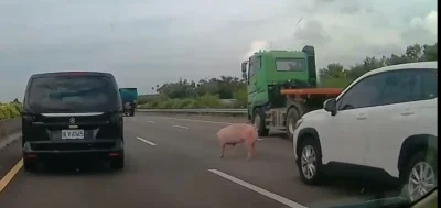國道1號溪湖路段豬隻趴趴走車流回堵2公里！　警方查出載運車輛將開罰