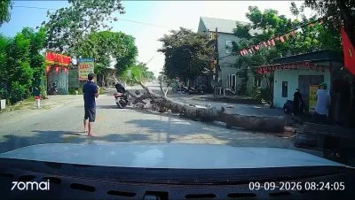 影／奪命工安意外！越南工人鋸8公尺高路樹「突倒塌砸死路過騎士」　驚悚瞬間影片瘋傳