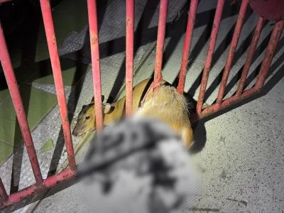 小山羌闖民宅鐵門卡住動彈不得！　員警救援脫困
