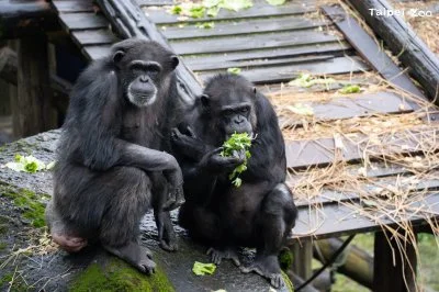 台北動物園「2黑猩猩」翻牆脫逃！園方急組追捕隊　吹箭麻醉追回